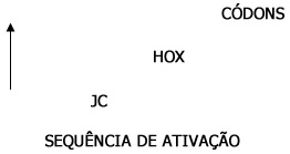 Sequência de ativação - Implicações Filosóficas
